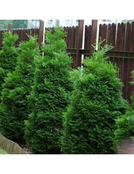 Tuja Holmstrup Thuja occidentalis