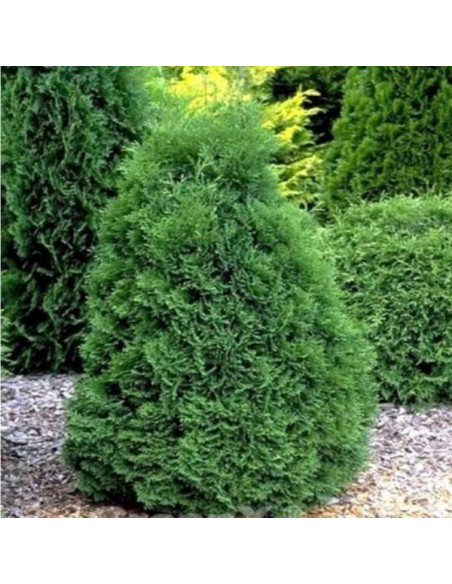 Holmstrup Tuja Thuja occidentalis