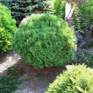 Tuja Hoseri Thuja occidentalis 2
