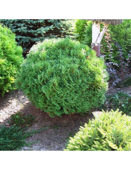 Tuja Hoseri Thuja occidentalis