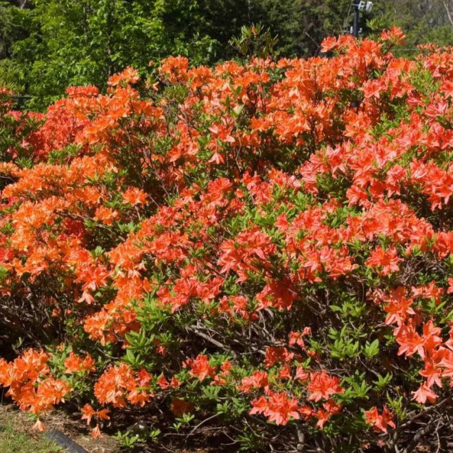 Azalia wielkokwiatowa Mandarin Lights Rhododendron