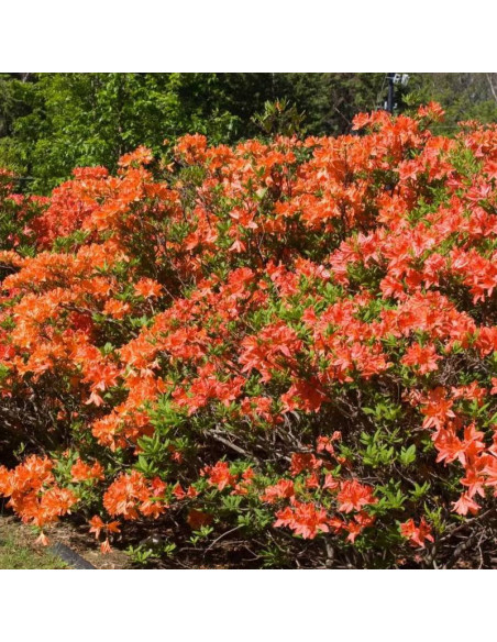 Azalia wielkokwiatowa Mandarin Lights Rhododendron