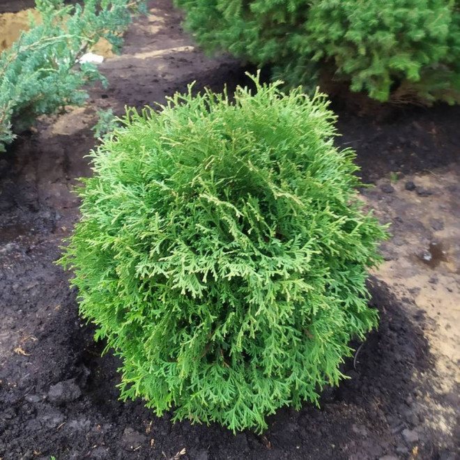 Hoseri Tuja Thuja occidentalis Hoseri Tuja Thuja occidentalis