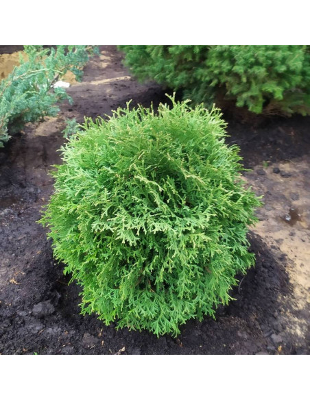 Hoseri Tuja Thuja occidentalis