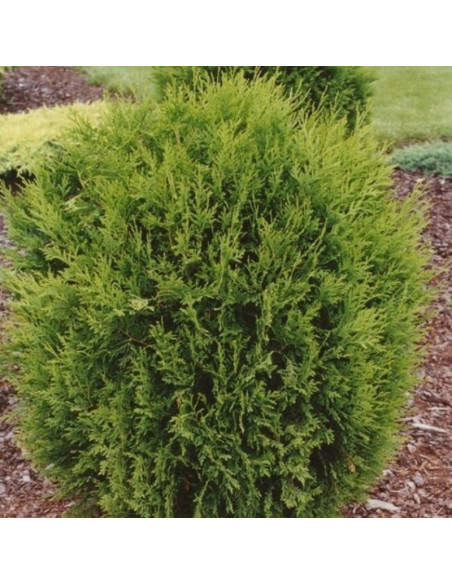 Tuja Hoveyi Thuja occidentalis