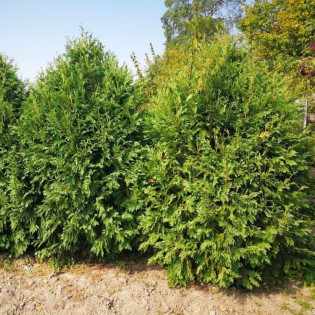 Tuja Hoveyi Thuja occidentalis 2