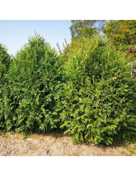 Hoveyi Tuja Thuja occidentalis