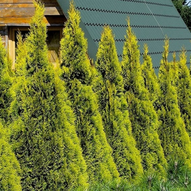 Janed Gold Tuja PBR żywotnik zachodni Thuja occidentalis Szmaragd Gold