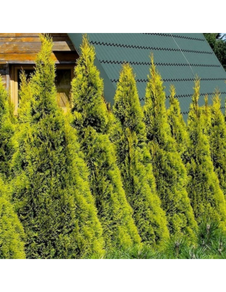 Janed Gold Tuja PBR żywotnik zachodni Thuja occidentalis Szmaragd Gold