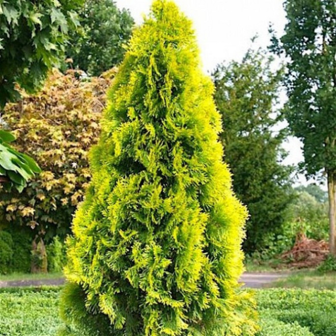 Tuja Janed Gold PBR żywotnik zachodni Thuja occidentalis Szmaragd Gold