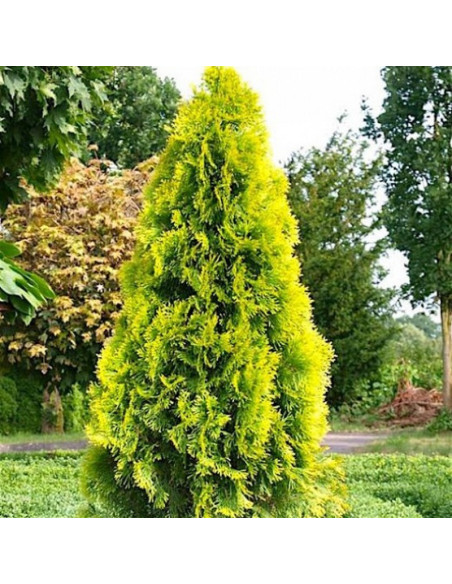 Tuja Janed Gold PBR żywotnik zachodni Thuja occidentalis Szmaragd Gold