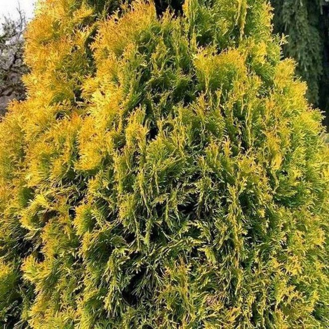 Tuja Jantar Thuja occidentalis