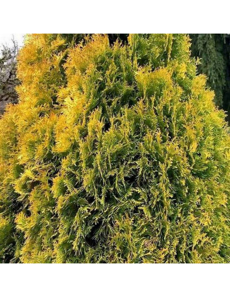 Tuja Jantar Thuja occidentalis