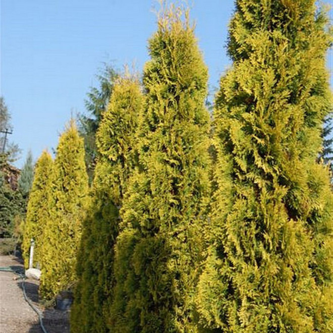 Thuja occidentalis Tuja Jantar Thuja occidentalis Tuja Jantar