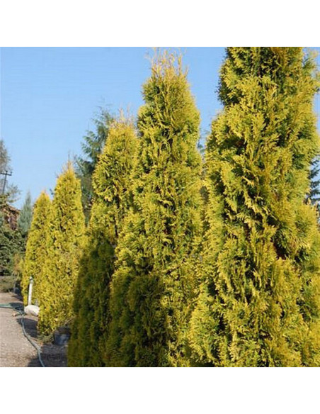 Thuja occidentalis Tuja Jantar