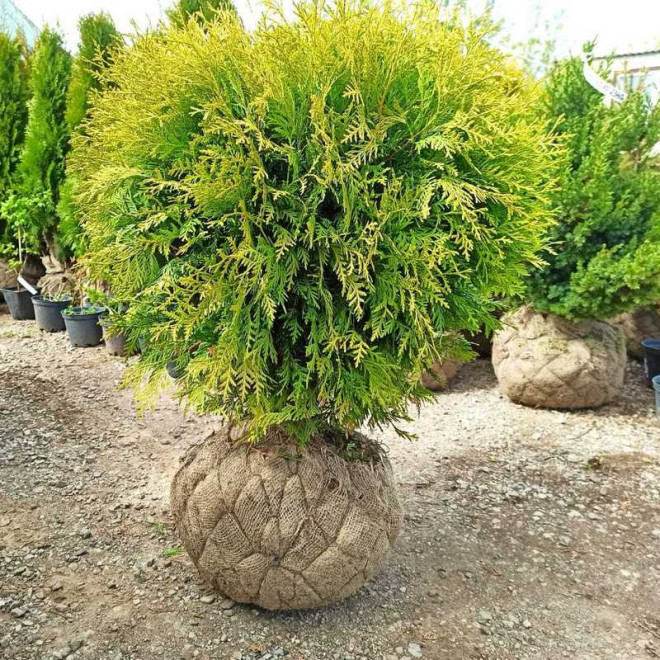 Thuja occidentalis Tuja kulista Globosa Aurea