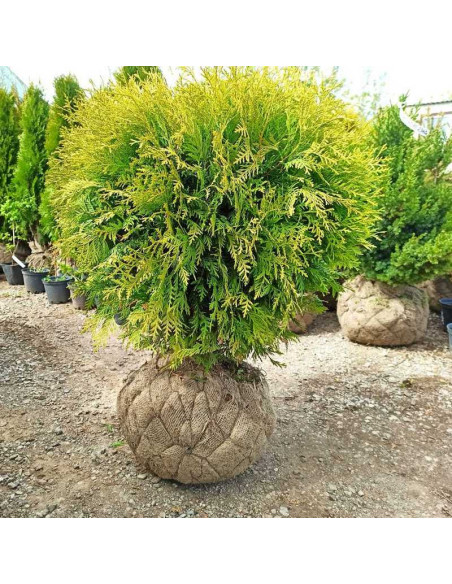 Thuja occidentalis Tuja kulista Globosa Aurea