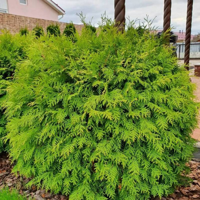 Tuja kulista Globosa Aurea Thuja occidentalis