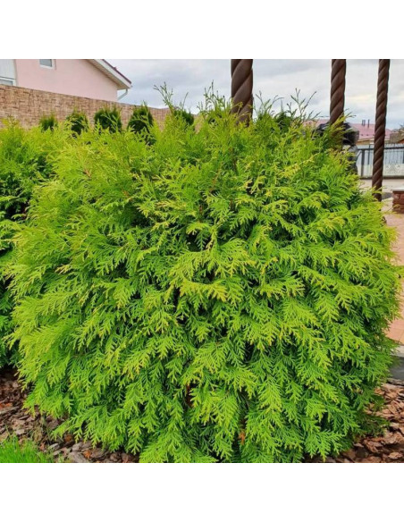 Tuja kulista Globosa Aurea Thuja occidentalis