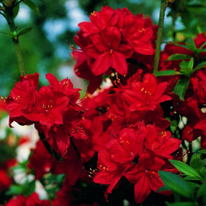 Azalia wielkokwiatowa Nabucco Rhododendron (Knaphill-Exbury)