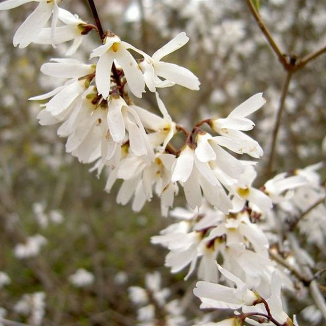 Abeliofylum koreańskie Abeliophyllum distichum