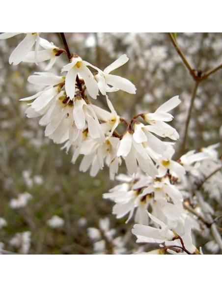 Abeliofylum koreańskie Abeliophyllum distichum