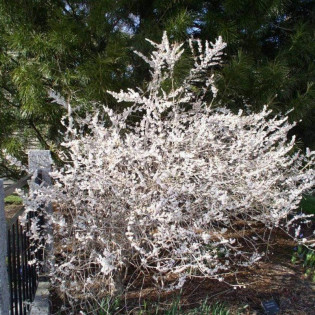 Abeliofylum koreańskie Abeliophyllum distichum 2