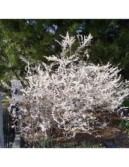 Abeliophyllum distichum Abeliofylum koreańskie