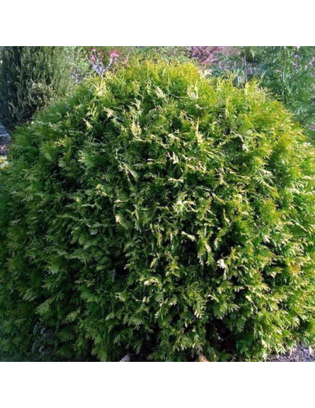 Tuja kulista Globosa Thuja occidentalis