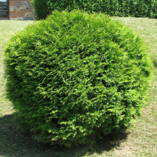 Thuja occidentalis Tuja kulista Globosa