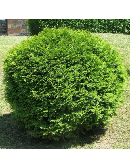 Thuja occidentalis Tuja kulista Globosa