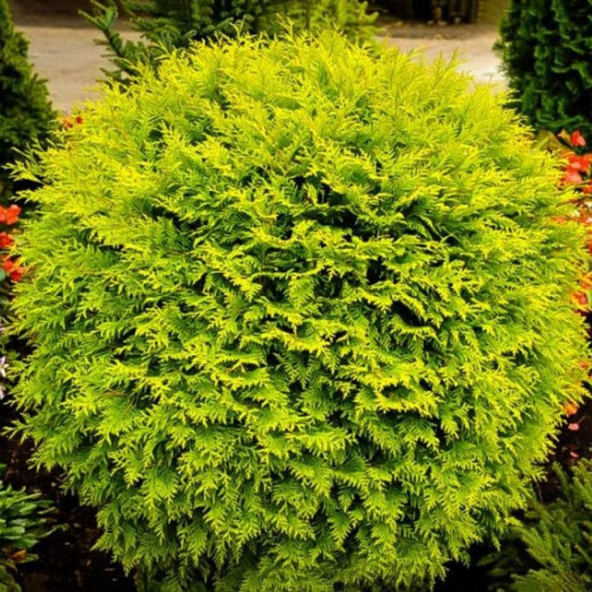 Thuja occidentalis Tuja kulista Golden Globe Thuja occidentalis Tuja kulista Golden Globe