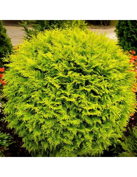 Thuja occidentalis Tuja kulista Golden Globe
