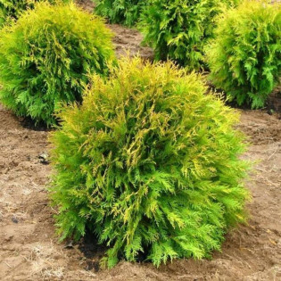 Tuja kulista Golden Globe Thuja occidentalis