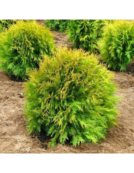 Tuja kulista Golden Globe Thuja occidentalis