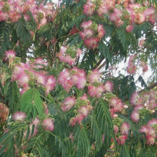 Albicja Drzewo jedwabiste Albizia julibrissin 2