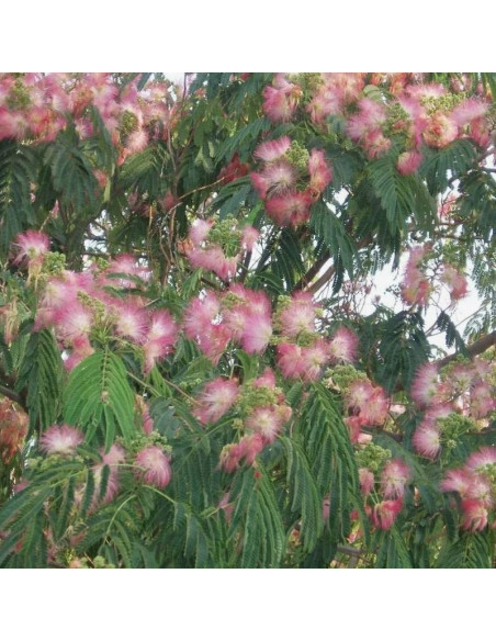 Drzewo jedwabiste Albicja Albizia julibrissin