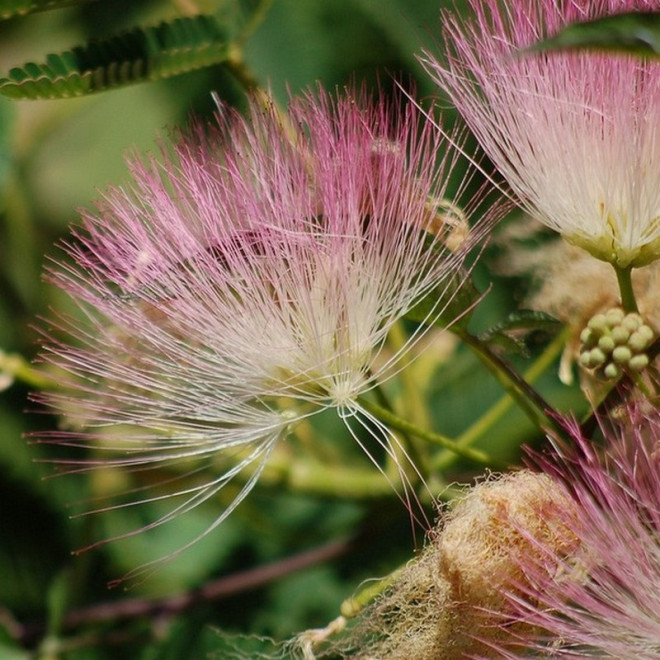 Albicja Drzewo jedwabiste Albizia julibrissin