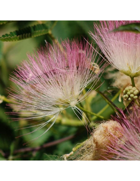 Albicja Drzewo jedwabiste Albizia julibrissin