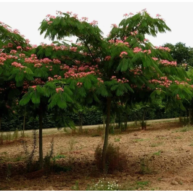 Albizia julibrissin Albicja Drzewo jedwabiste