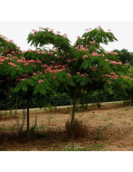 Albizia julibrissin Albicja Drzewo jedwabiste