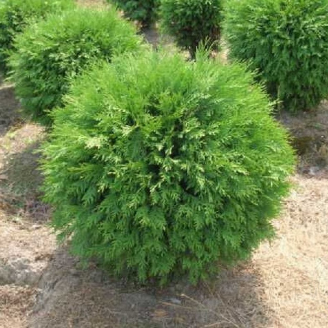 Thuja occidentalis Tuja Little Champion