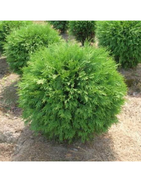 Thuja occidentalis Tuja Little Champion