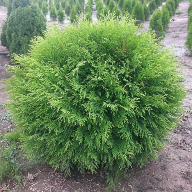 Tuja Little Champion Thuja occidentalis