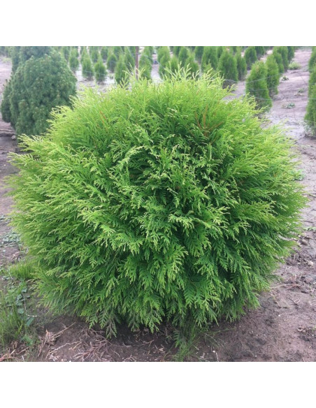 Tuja Little Champion Thuja occidentalis