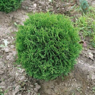 Tuja Little Gem Thuja occidentalis - Szkółka Florela