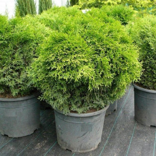 Tuja Little Gem Thuja occidentalis - Szkółka Florela 2