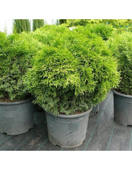 Tuja Little Gem Thuja occidentalis