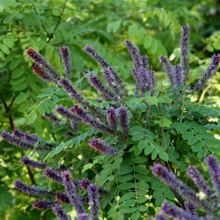 Amorpha fruticosa Amorfa krzewiasta