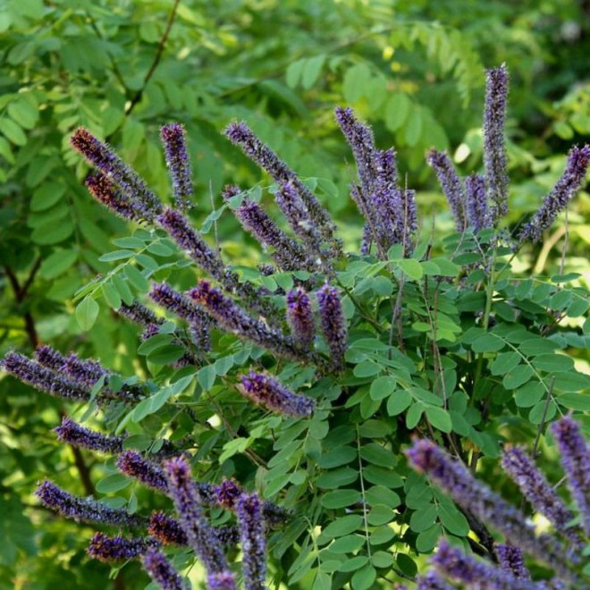 Amorpha fruticosa Amorfa krzewiasta